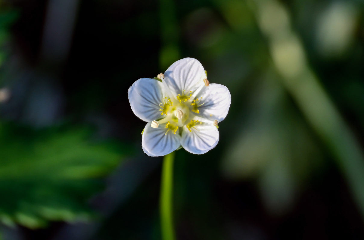 Изображение особи Parnassia palustris.