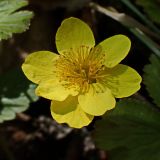 Waldsteinia ternata subspecies maximowicziana. Цветок. Хабаровский край, окр. г. Комсомольск-на-Амуре, смешанный лес с преобладанием берёзы (Betula). 18.05.2024.