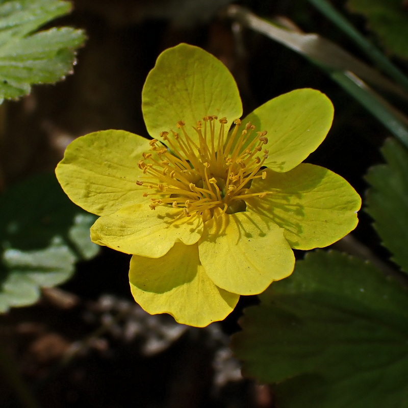 Изображение особи Waldsteinia ternata ssp. maximowicziana.