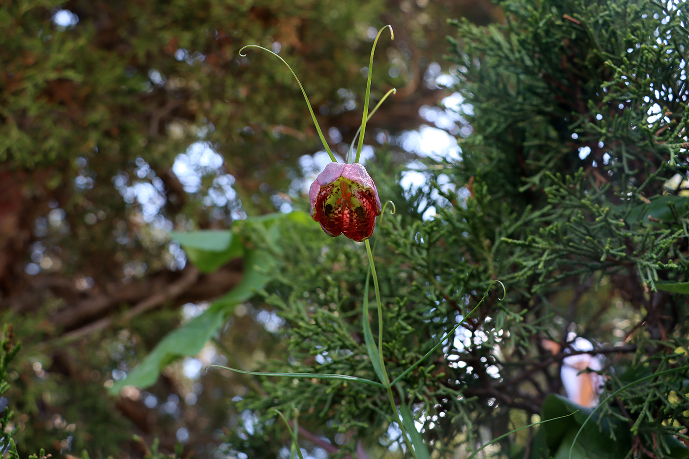 Image of Fritillaria ferganensis specimen.