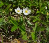 Fragaria viridis