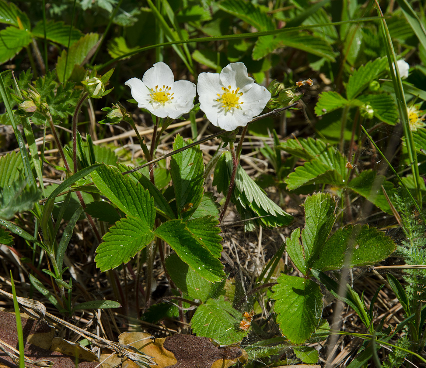 Изображение особи Fragaria viridis.