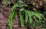 Polystichum lanceolatum. Спороносящее растение в сообществе с Selaginella. Китай, пров. Хунань, ущ. р. Ланьчуаньси, на скале. 08.06.2024.