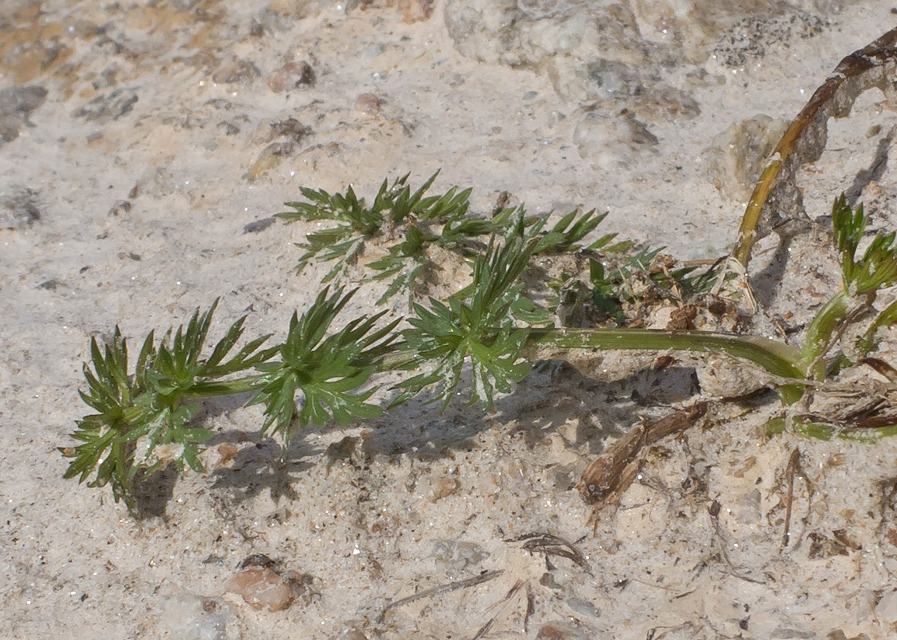 Image of Carum caucasicum specimen.