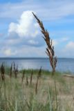 Calamagrostis meinshausenii. Соплодие. Ленинградская обл., Кингисеппский р-н, окр. дер. Выбье, окр. экологической тропы; берег Финского залива, песчаный береговой вал. 04.08.2024.