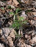Juniperus communis