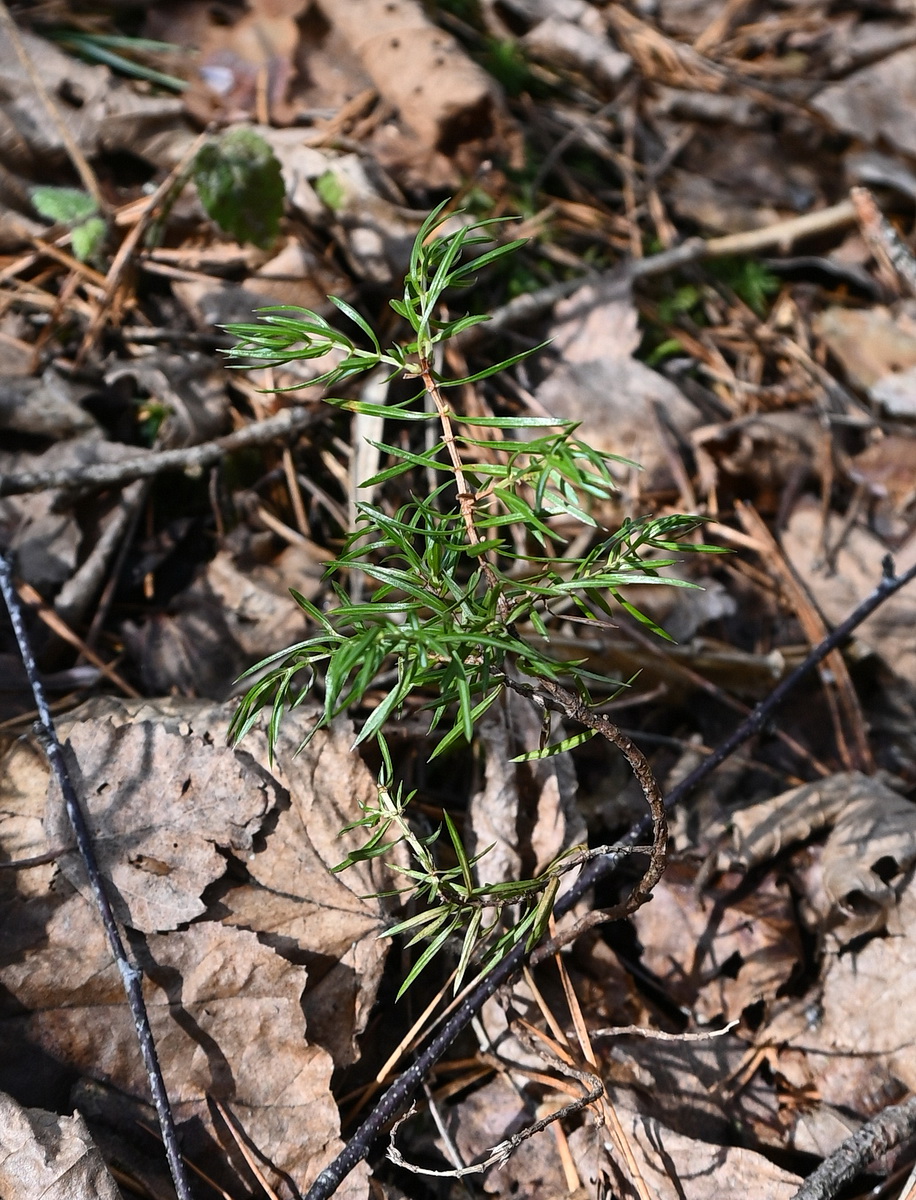 Image of Juniperus communis specimen.