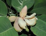 Смотреть изображение Magnolia delavayi