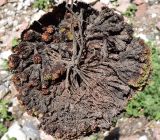 Смотреть изображение Saxifraga alberti