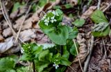 View full-size image Arabis nordmanniana