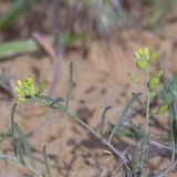 View full-size image Meniocus linifolius