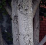 Смотреть изображение Aesculus hippocastanum