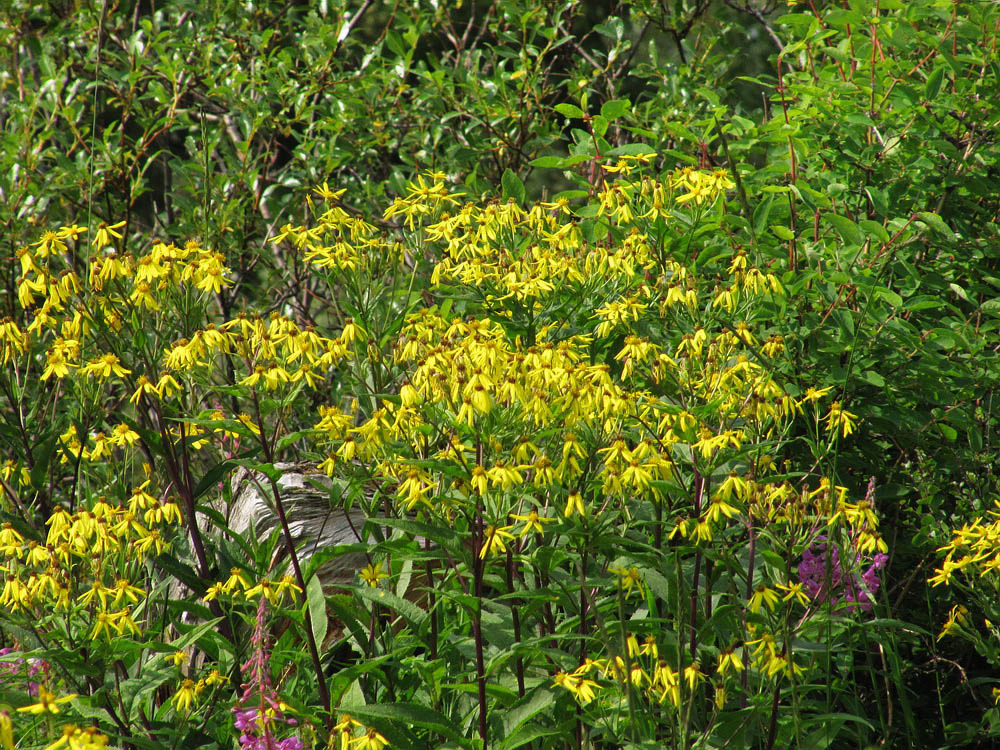 Image of Senecio nemorensis specimen.