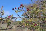 View full-size image Crataegus × tournefortii