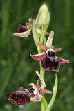 View full-size image Ophrys mammosa