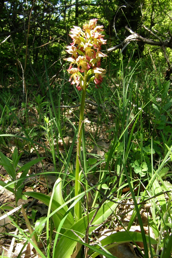 Image of Orchis &times; wulffiana specimen.