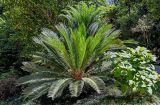 Смотреть изображение Cycas revoluta