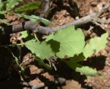 View full-size image Quercus brantii