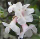 Rhododendron adamsii. Цветки. Тува, хр. Обручева, р. Сынак. 12.07.2010.
