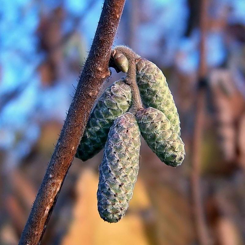 Image of Corylus avellana specimen.