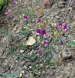 Lathyrus digitatus. Цветущее растение на щебнистой осыпи. Крым, в горах между Приветным и Белогорском. 12 мая 2011 г.