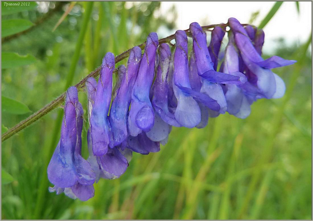 Image of Vicia villosa specimen.