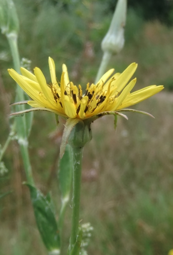 Image of Tragopogon dasyrhynchus specimen.