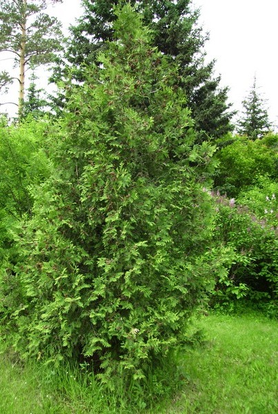 Изображение особи Thuja occidentalis.