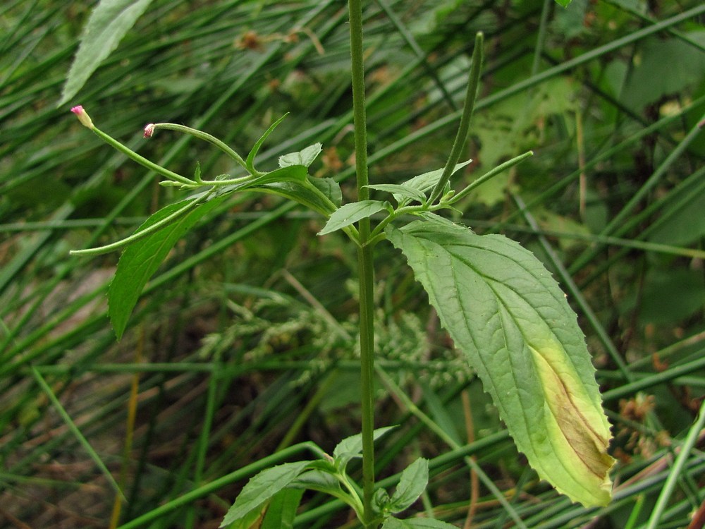 Image of Epilobium pseudorubescens specimen.