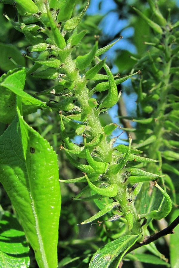 Image of Salix myrsinifolia specimen.