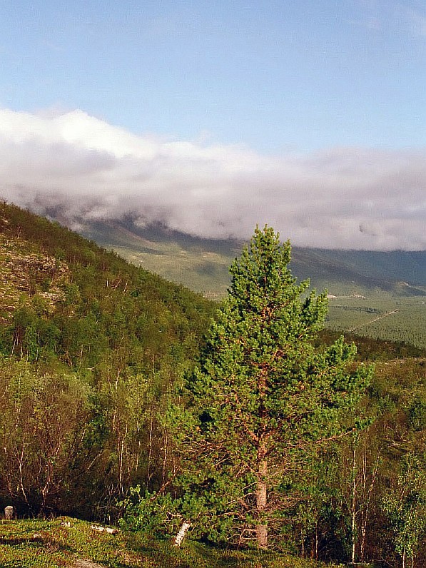 Image of Pinus friesiana specimen.