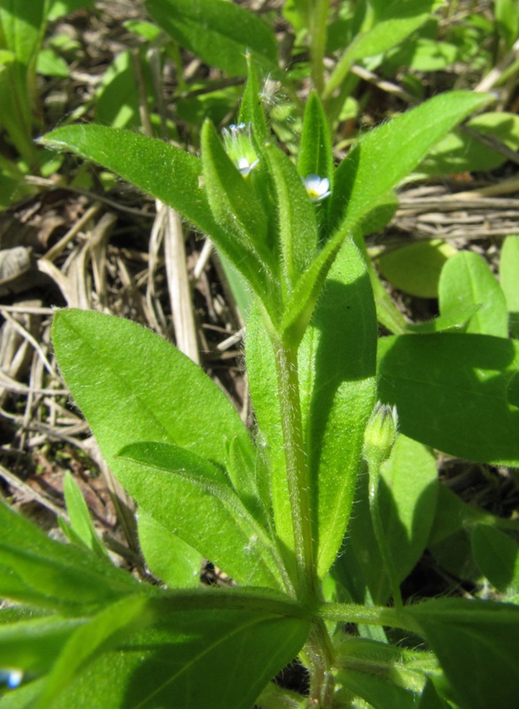 Image of Myosotis sparsiflora specimen.