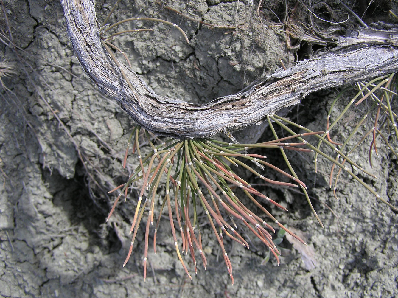Image of Ephedra distachya specimen.