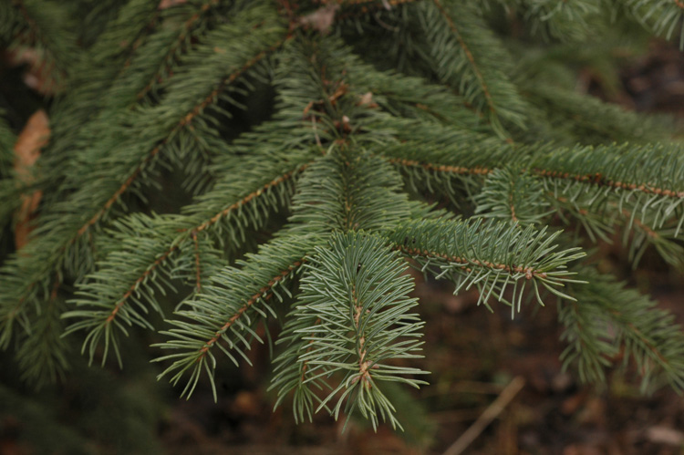 Image of Picea sitchensis specimen.