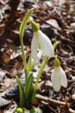 Galanthus plicatus