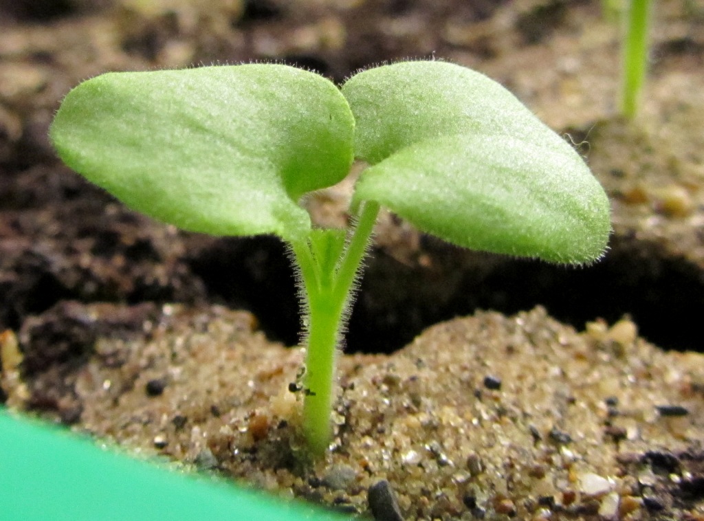 Image of Pelargonium hortorum specimen.