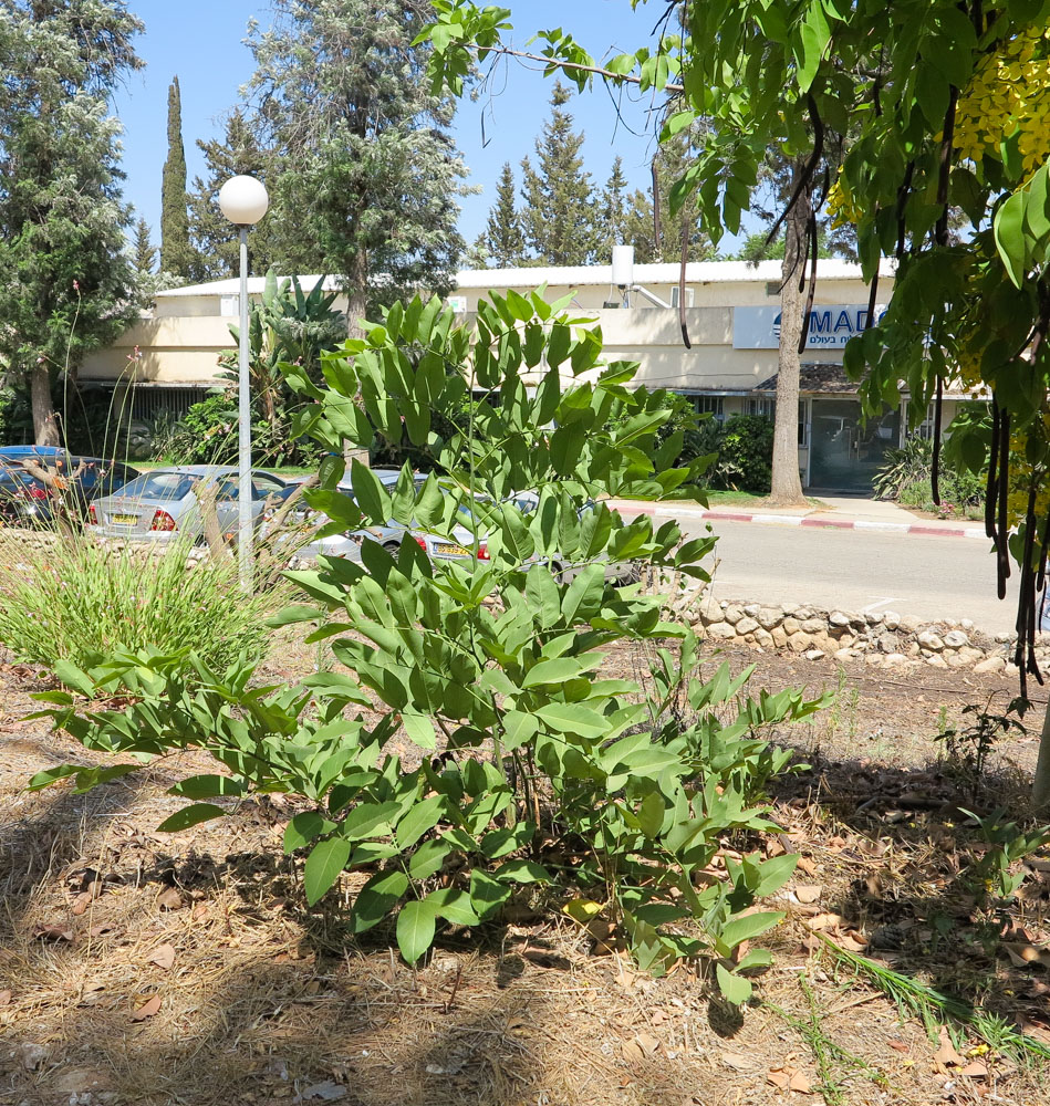 Image of Cassia fistula specimen.