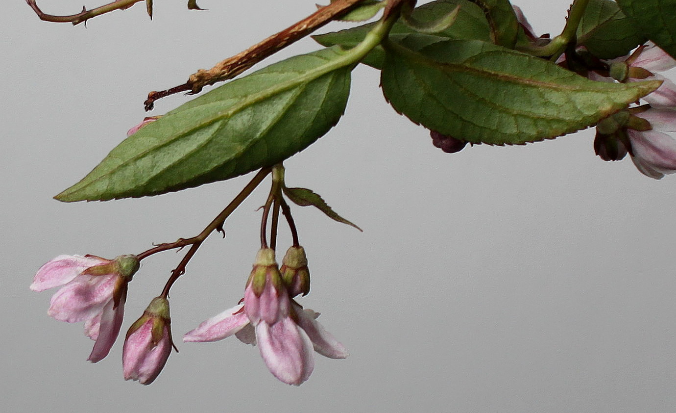 Image of Deutzia &times; rosea specimen.