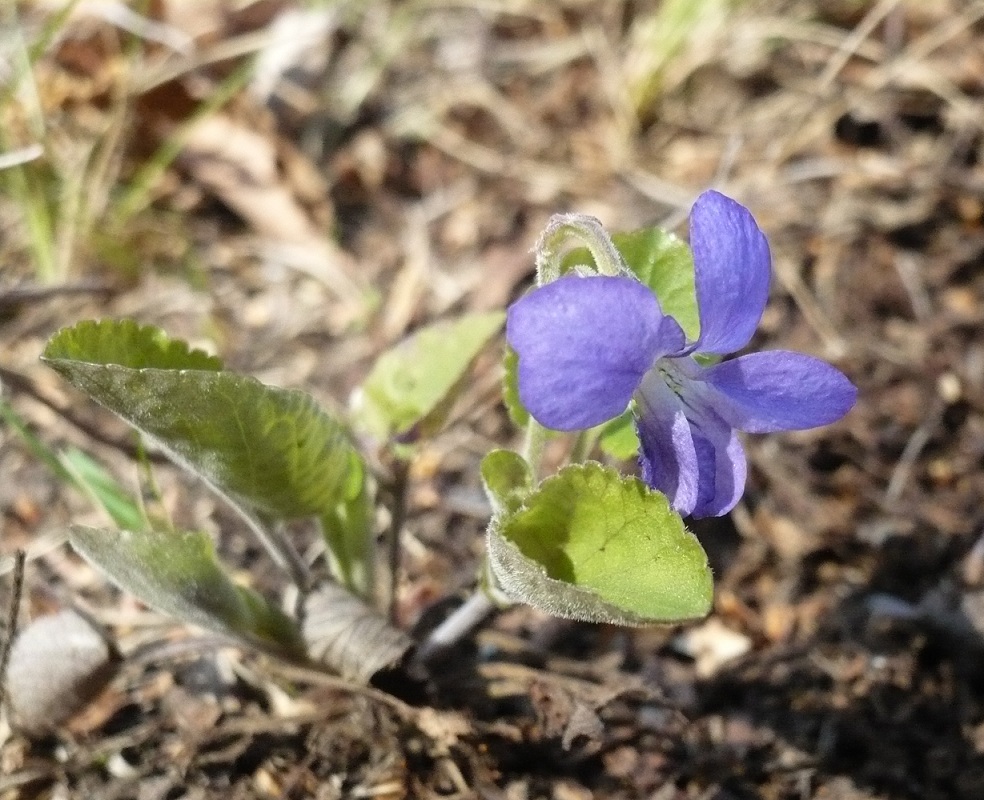 Image of Viola rupestris specimen.