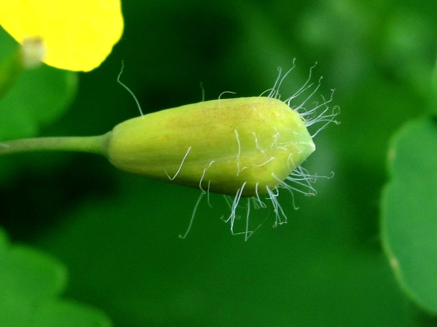 Image of Chelidonium majus specimen.