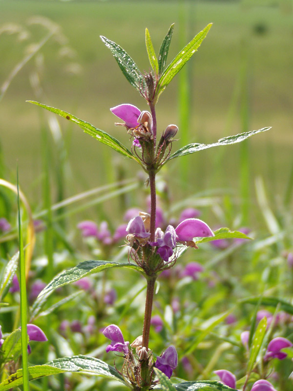 Изображение особи Phlomis pungens.