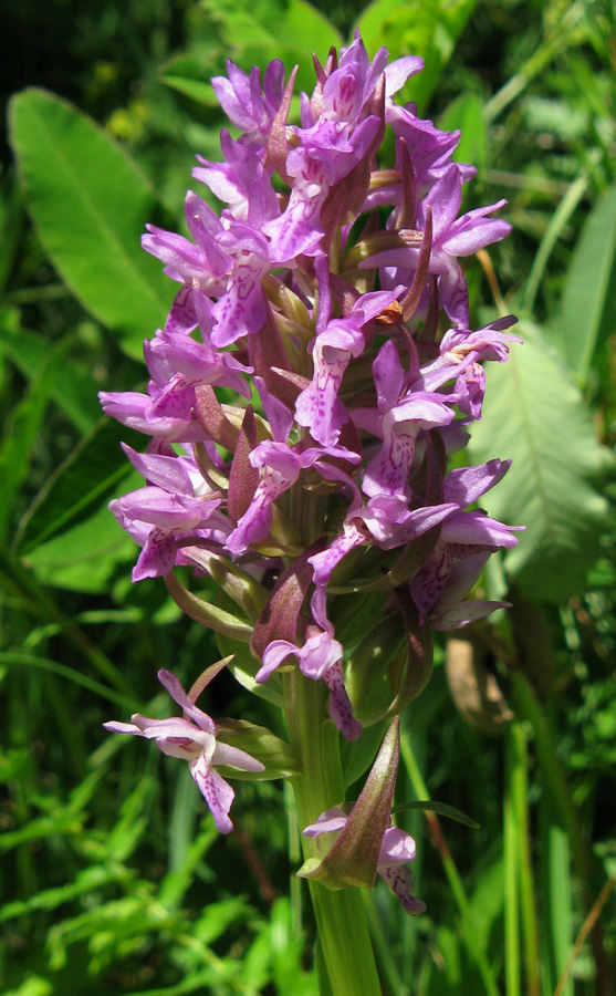 Image of Dactylorhiza incarnata specimen.