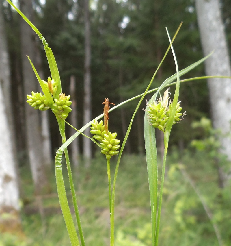 Image of Carex pallescens specimen.