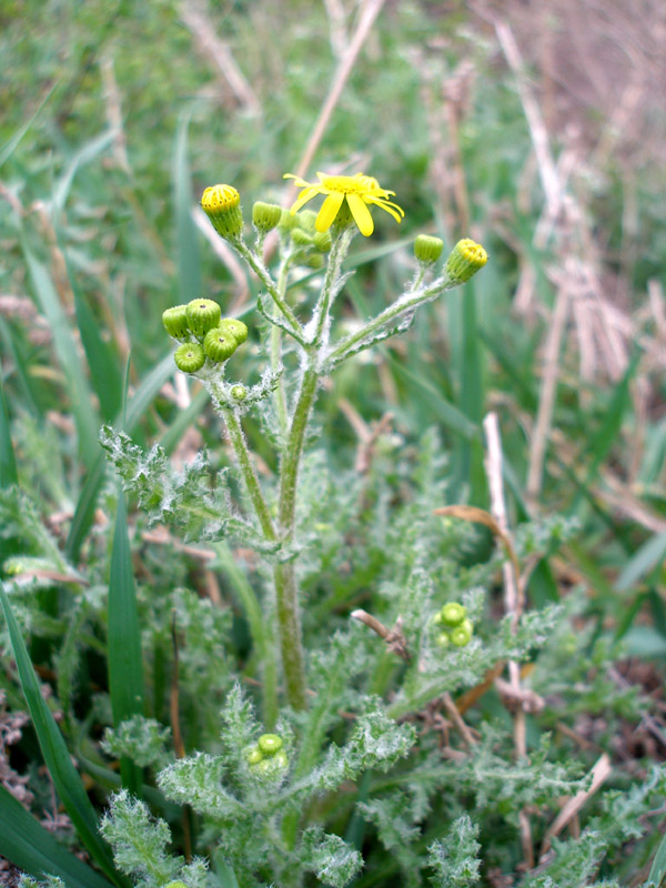 Изображение особи Senecio vernalis.