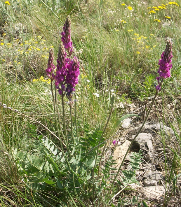 Image of Oxytropis kasakorum specimen.