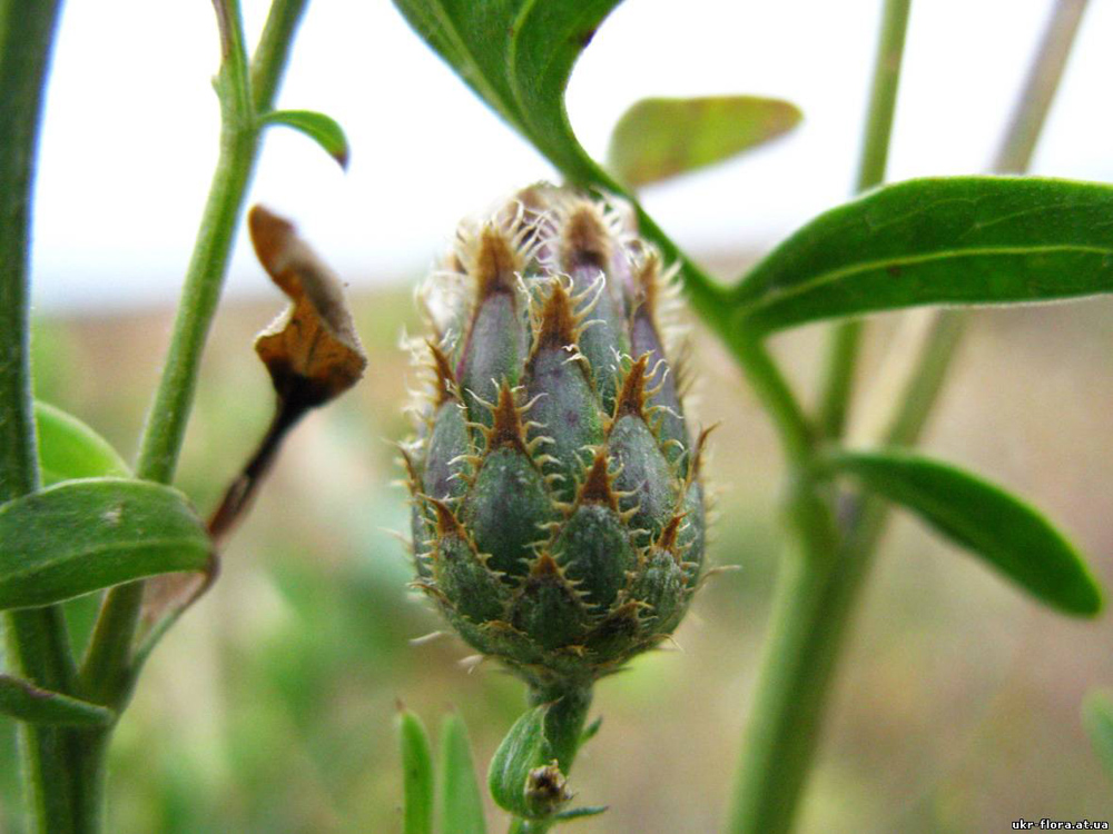 Image of Centaurea stereophylla specimen.