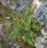 Woodsia ilvensis. Взрослое растение. Приморье, Сихотэ-Алинь, долина р. Серебрянки. 11.08.2012.