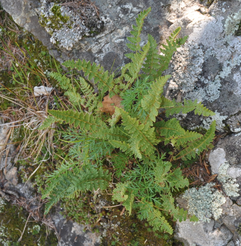 Image of Woodsia ilvensis specimen.