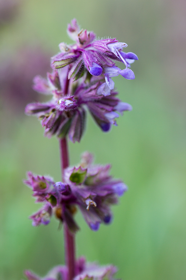 Image of Salvia verticillata specimen.