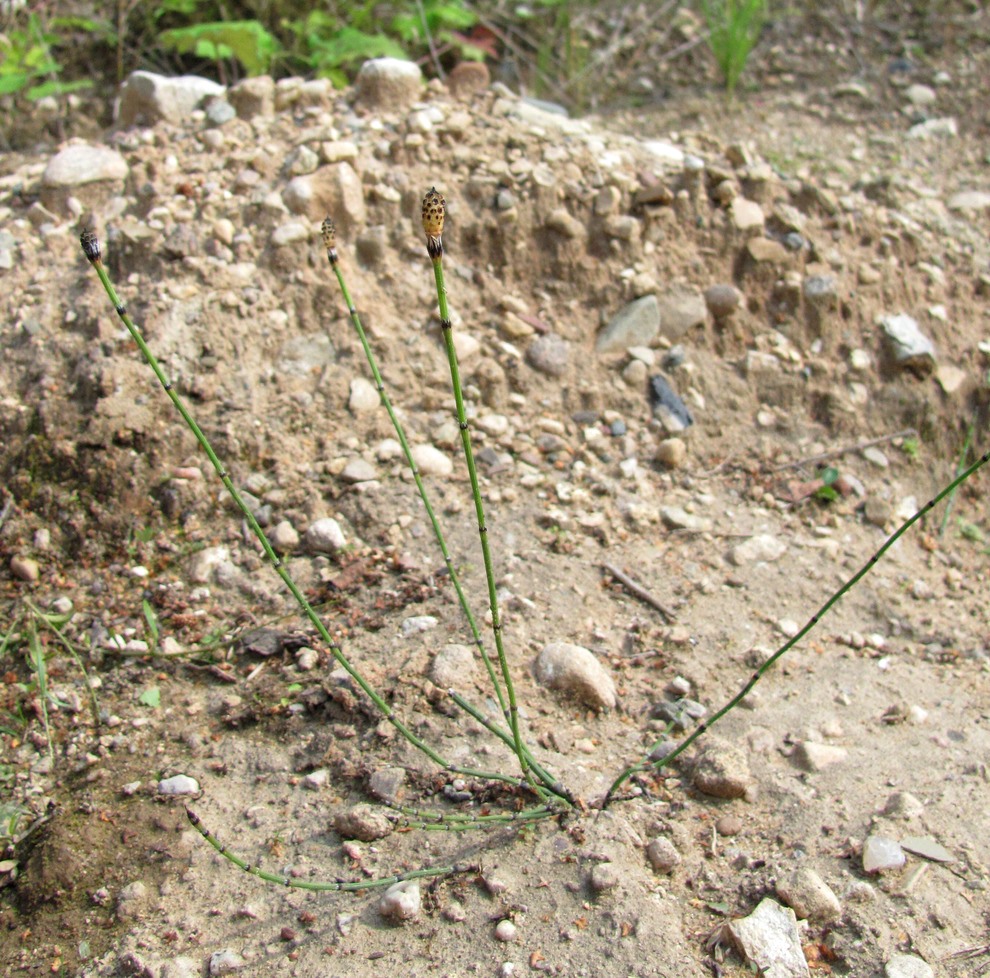 Image of Equisetum variegatum specimen.